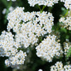 1000 WHITE YARROW Achillea Millefolium Flower Seeds