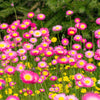 100 MIXED DOUBLE ACROCLINIUM Paper Daisy Helipterum Rhodanthe Flower Seeds
