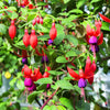 20 HARDY FUCHSIA Magellanica Pink Purple Hummingbird Flower Shrub Seeds