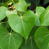 10 PORTIA TREE Yellow Pink Purple Flowers Change Color Pacific Rosewood Tulip Thespesia Populnea Seeds