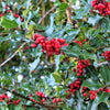 40 AMERICAN HOLLY Ilex Opaca Tree Shrub Evergreen Red Berry Seeds - aka White Holly, Prickly Holly, Christmas Holly, Yule Holly