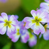 4000 VIRGINIA STOCK Malcolmia Maritima Flower Seeds