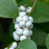 25 COMMON SNOWBERRY - WHITE Berries Pink Flowers Symphoricarpos Alba Shrub Seeds
