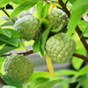 15 SUGAR APPLE Sweetsop Custard Apple Annona Squamosa Sweet Delicious Edible Fruit Tree Seeds