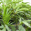 150 EMERALD GREEN Velvet OKRA Spineless Abelmoschus Esculentus Vegetable Seeds