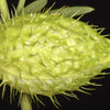 10 SWAN MILKWEED Hairy Balls Butterfly Weed Asclepias Gomphocarpus Fruticosus Monarch Flower Seeds