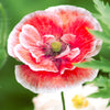 100 MOTHER Of PEARL POPPY Mix Papaver Rhoeas Shirley Flower Seeds Mixed Colors