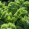 2500 VATES Blue CURLED KALE / Dwarf Blue Curled Scotch Kale Brassica Oleracea Vegetable Seeds