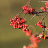 50 WASHINGTON HAWTHORN Crataegus Phaenopyrum Mayflower Shrub Tree Edible Fruit & White Flowers Seeds