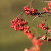 Washington Hawthorn Seeds – Crataegus Phaenopyrum Mayflower Shrub Tree Edible Fruit & White Flowers – photo 10