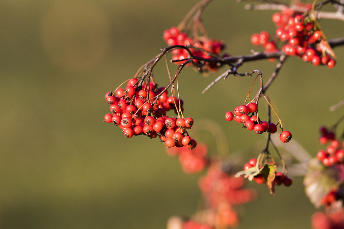 Washington Hawthorn Seeds – Crataegus Phaenopyrum Mayflower Shrub Tree Edible Fruit & White Flowers – photo 10