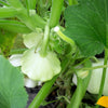 50 WHITE Bush SCALLOP SQUASH (Patty Pan / Paty Pan / Squanter Squash) Summer Cucurbita Pepo Vegetable Seeds