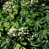 10 JAPANESE FATSI Shrub Flower Paperplant Fatsia Aralia Japonica Seeds