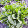 200 LARGE LEAF SORREL (Garden Sorrel / Spinach Dock / Redshank) Rumex Acetosa Vegetable Seeds