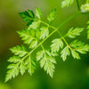 150 GARDEN CHERVIL (Gourmet Parsley) Anthriscus Cerefolium Herb Flower Seeds