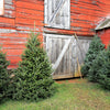 Grow Your Own CHRISTMAS TREE - Fraser Fir ( Abies Fraseri ) Gift Packet of Tree Seeds