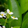 500 White Broadleaf ARROWHEAD Sagittaria Latifolia POND WETLAND Flower Seeds