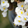 25 WAX MIXED BEGONIA Semperflorens Fibrous Mixed Colors Red Pink White Two Tone Shade Flower Seeds