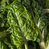 300 LUCULLUS SWISS CHARD Beta Vulgaris White Perpetual Spinach Vegetable Seeds