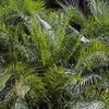 10 COCO PALM Jelly Palm Pindo Butia Capitata Edible Fruit Tree Houseplant Seeds