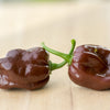50 Hot BROWN HABANERO PEPPER Capsicum Chinense Seeds