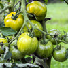 50 GREEN ZEBRA TOMATO Striped Lycopersicon Fruit Vegetable Seeds