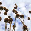 25 KLIP DAGGA (Lions Ear / Lions Tail / Wild Klip Dagga) Leonotis Nepetifolia Flower Seeds