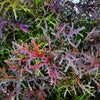 200 RED Streaked MIZUNA MUSTARD Japanese Greens Brassica Juncea Vegetable Seeds