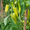 200 HEIRLOOM BANANA Pepper Sweet Yellow Hungarian Capsicum Annuum Vegetable Seed