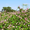 1500 ALSIKE CLOVER Trifolium Hybridum Pink & White Flower Legume Seeds