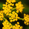 150 GOLDEN ALEXANDER (Golden Zizia / Meadow Zizia) Zizia Aurea Flower Seeds