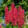 25 RED LUPINE 'My CASTLE' Lupinus Polyphyllus Scarlet Russell Lupin Band of Nobles Series Flower Seeds