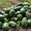 Cal Sweet Supreme Watermelon Red Citrullus Lanatus 30 lb Melon Fruit Seeds – photo 5