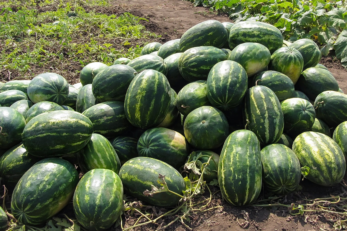 Cal Sweet Supreme Watermelon Red Citrullus Lanatus 30 lb Melon Fruit Seeds – photo 5