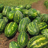 Cal Sweet Supreme Watermelon Red Citrullus Lanatus 30 lb Melon Fruit Seeds – photo 6