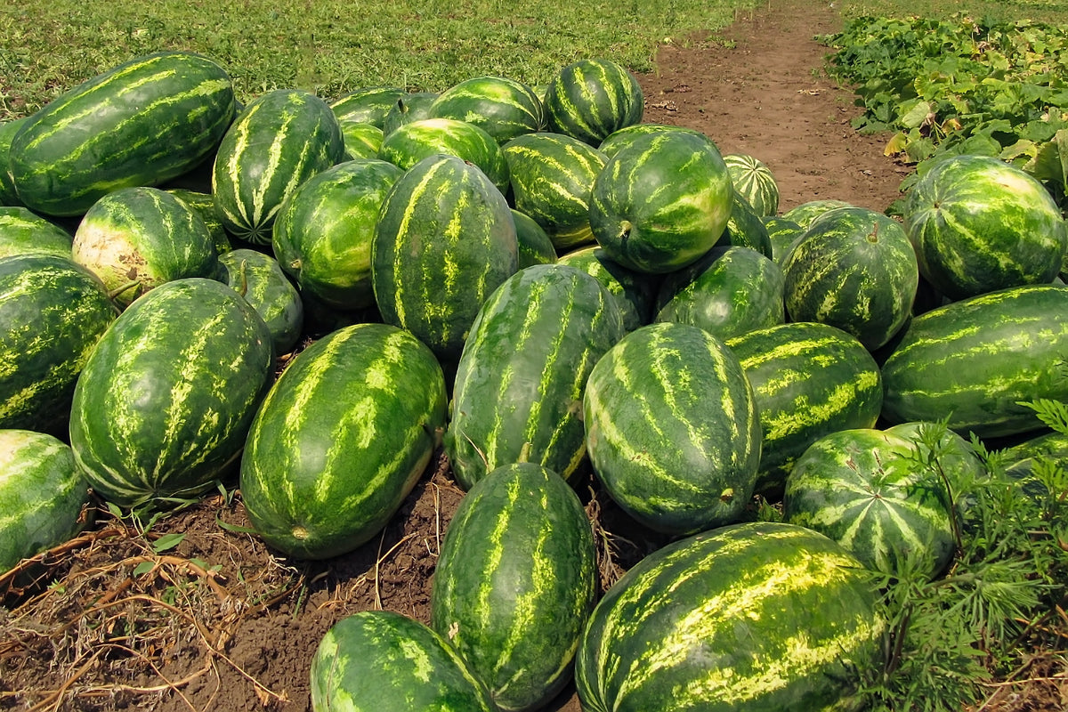 Cal Sweet Supreme Watermelon Red Citrullus Lanatus 30 lb Melon Fruit Seeds – photo 6