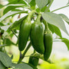 400 EARLY JALAPENO PEPPER Green Medium Hot Capsicum Annuum Mexican Chili Vegetable Seeds