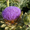 75 GREEN GLOBE ARTICHOKE Cynara Scolymus Vegetable Seeds