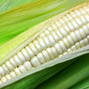 100 Truckers Favorite WHITE SWEET CORN Zea Mays Vegetable Seeds