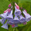 25 VIRGINIA BLUEBELLS True Blue & Pink Mertensia Virginica Flower Seeds