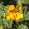 250 YELLOW MONKEY FLOWER Mimulus Grandiflorus Perennial Flower Seeds
