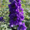 50 BLACK KNIGHT DELPHINIUM Elatum Cultorum Pacific Giant Larkspur Perennial Flower Seeds