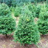 Grow Your Own CHRISTMAS TREE - Douglas Fir ( Pseudotsuga Menziesii ) Gift Packet of Tree Seeds