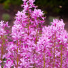 10 RED GAS PLANT Fragrant Fire Plant Dictamnus Albus Ruber Flower Seeds
