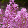 10 GAS PLANT MIX Dictamnus Albus Mixed Colors White Red Pink Lilac Flower Seeds