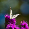 250 PURPLE IRONWEED Prairie Vernonia Fasciculata Flower Seeds