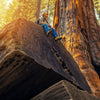 40 GIANT SEQUOIA Sequoiadendron Giganteum Sierra Redwood Tree Seeds