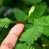 100 MIMOSA Pudica / SENSITIVE PLANT / Touch Me Not Flower Seeds