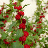 100 STRAWBERRY STICKS / SPINACH Chenopodium Foliosum Fruit Berry Seeds