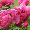 10 TREE PEONY Mountain Paeony Paeonia Suffruticosa Arborea Mixed Colors Red Pink White Purple Yellow Bicolor Flower Shrub Seeds